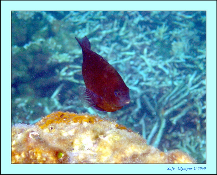 2005 - 08 - Redang  - 045.JPG